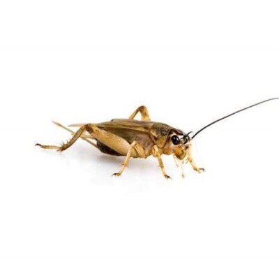 Live Crickets approx. 5/8''  Free Shipping