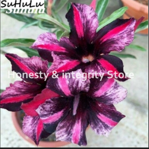 Dwarf Desert Rose Flowers Bonsai Adenium Obesum Plants 22 Colors 2 PCS Seeds New