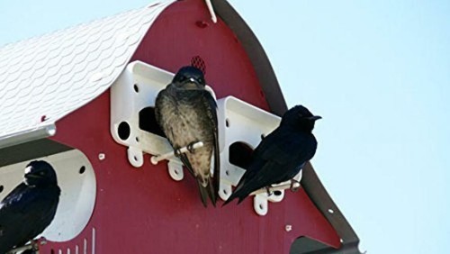 16 Family Purple Martin Barn Snaps Together Durable Lightweight Slip Resistant