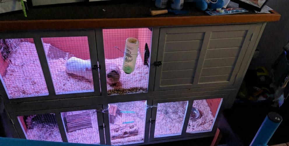 Guinea pigs & double cage in Tonypandy, Rhondda Cynon Taf Gumtree