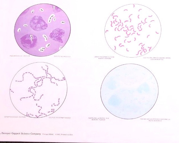 Vintage Denoyer - Geppert Biology Wall Chart #1910 - Pathogenic Microorganisms