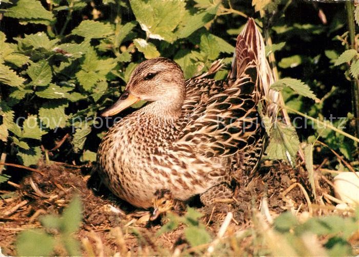 Enten Mittelente Mit Kueken