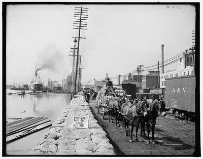 Photo:Mule teams on the levee, New Orleans, La.