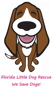 Florida Little Dog Rescue