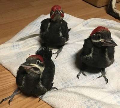 Wildfeathers Songbird Rehabilitation, Inc