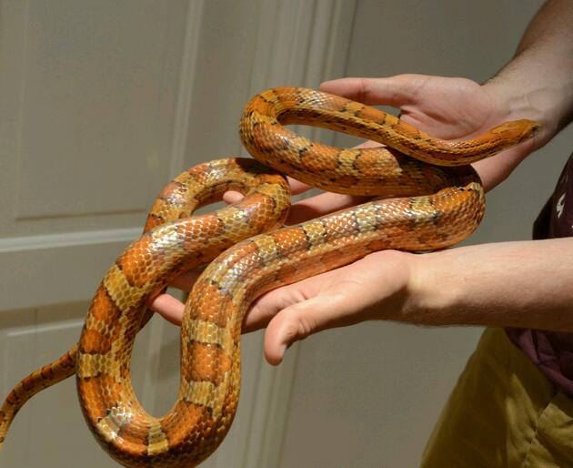 Adult male Corn snake for sale | in Exeter, Devon | Gumtree