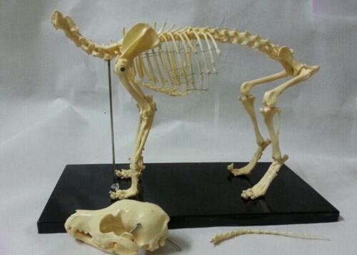 samll dog skeleton model Canine skeleton model veterinary animal skeleton model