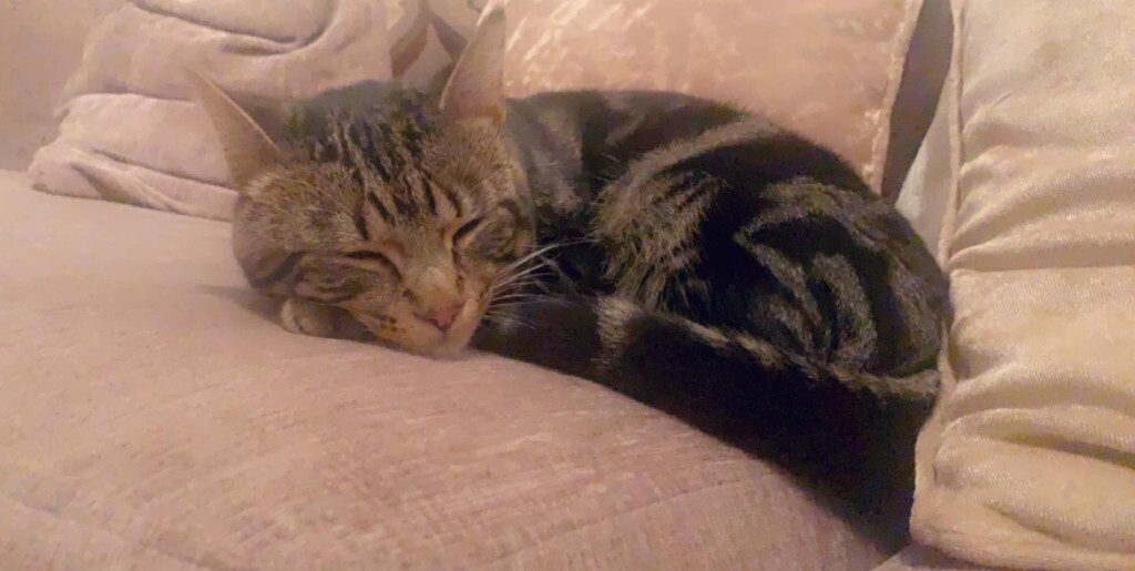 1 years old mackerel tabby cat in Leicester, Leicestershire Gumtree