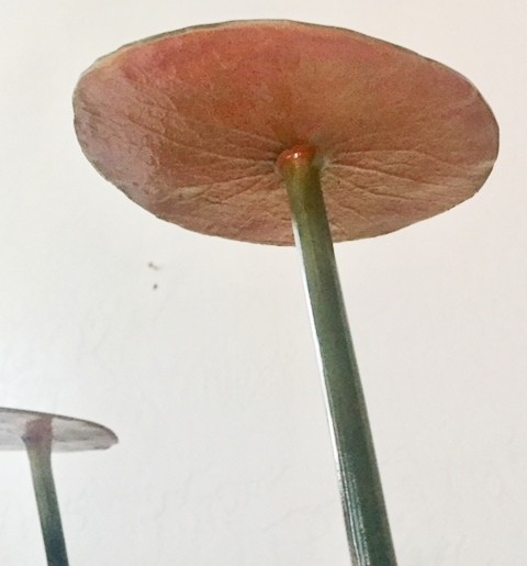 Taxidermy Otter Chasing Bluegill Fish Artisitic Scene NEW