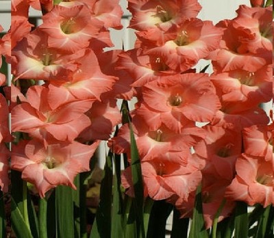 (10) Perennials Gladiolus Bulbs Spectacular Pink Mix Flower New Flower Ready