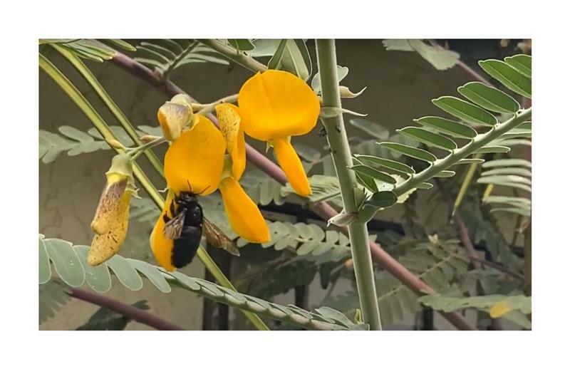 30x Sesbania Sesban SchmetterlingsblÃ¼Te Strauch Pflanzen - Samen Id50