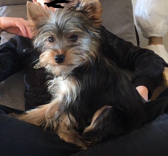 Yorkie puppy for sale in Dunfermline, Fife Gumtree