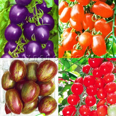 tomato seeds purple cherokee cherry black red yellow blue zebra