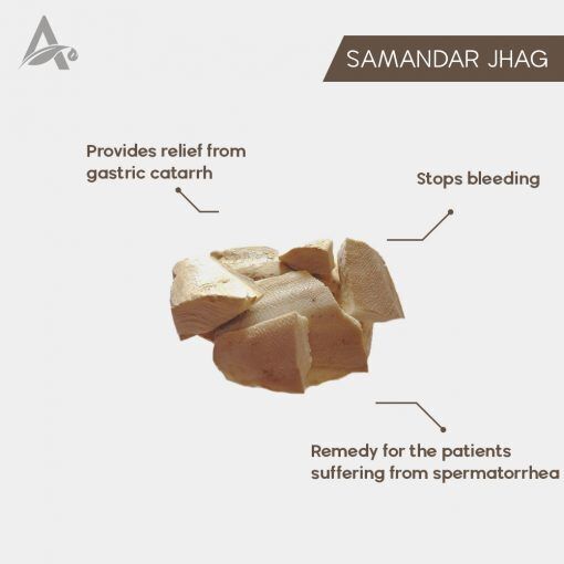 Jhaag Samandar - Jhag Samunder - Mousse De Mer - Sepiae Os