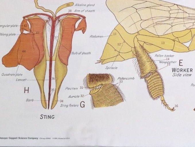 Vintage Denoyer - Geppert Biology Wall Chart #1887 - Honeybee