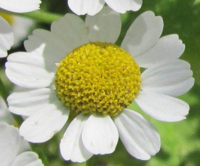 2500 Samen Echte Kamille (Matricaria chamomilla / recutita), Heilpflanze, Tee