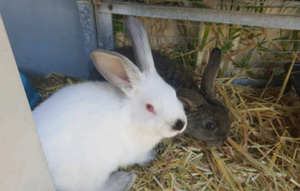 Cute Baby Bunnies Rabbits Gumtree Australia Busselton Area