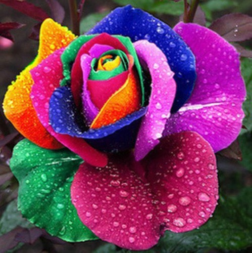 Rare-Rainbow-Rose-Flower-Seeds-Your-Lover-Multi-color-Plants-Home-Garden-New-MR