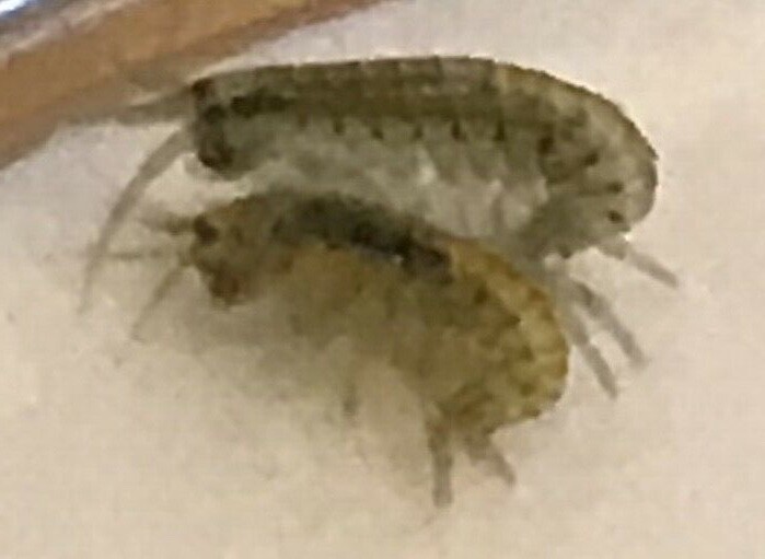  Live Food - Freshwater Scuds/ Gammarus/ Amphipods multiple quantity selection