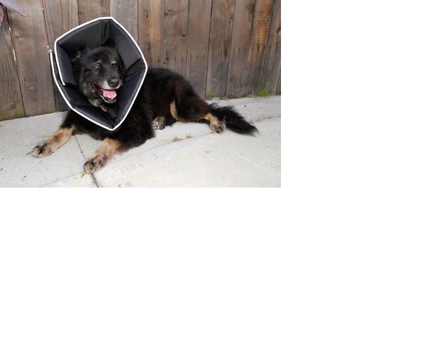 Comfy Cone XLarge 30 cm Pet E-Collar Water Resistant For Dogs & Cats Black, New