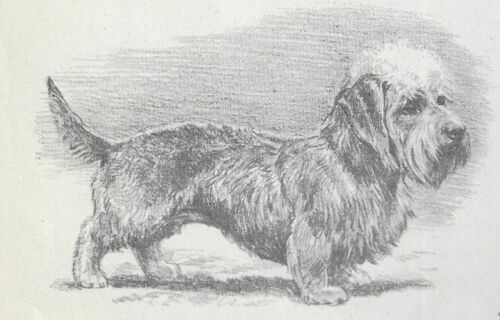 Dandie Dinmont Terrier - CUSTOM MATTED - Vintage Dog Art Print - 1942 Megargee