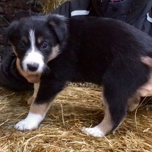 ISDS BORDER COLLIE PUPS FOR SALE . in Linlithgow, West Lothian Gumtree