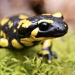 fire_salamander