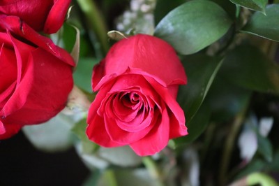 HD ULTRA WIDE ANGLE LENS + MACRO FOR Canon RF 100-500mm f/4.5-7.1 L IS USM Lens