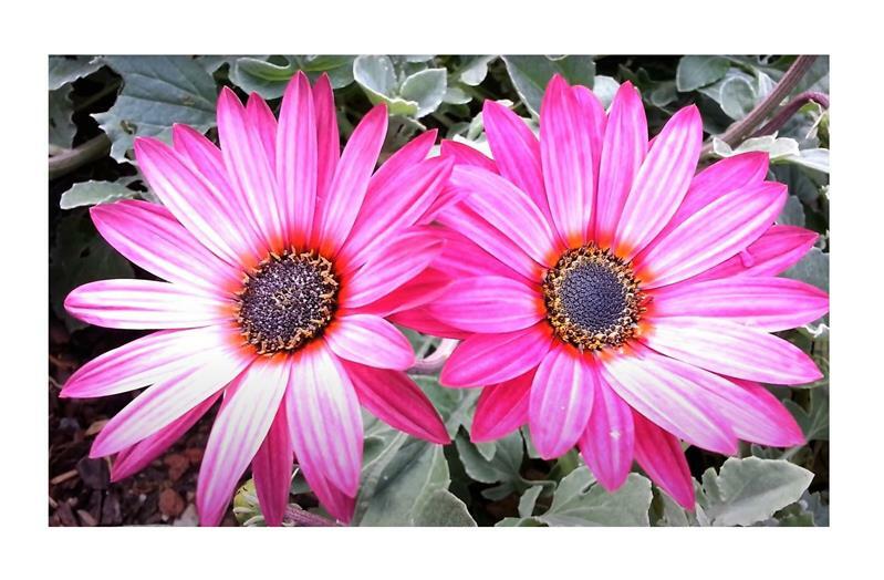 15x Arctotis Acaulis BÃ¤Renohr Garten Pflanzen - Samen B677