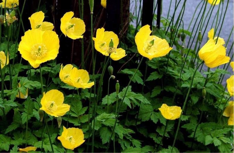 3 x WELSH POPPY PERENNIAL PLANTS FOR £5.00 (INCLUDING DELIVERY) in