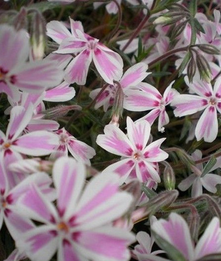 â« Phlox Mousse 'BlancrosÃ©' - Ph Subulata â« Graines â« Ornement Rocaille MellifÃ¨Re