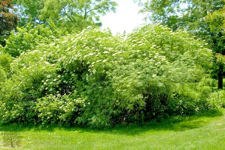 31+AMERICAN ELDERBERRY Seeds Big Native Shrub Bush Hedge Fruit Tree Green Fence
