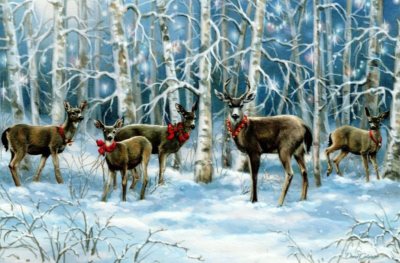 16 Boxed Embossed Christmas Cards Columbian & Sirka  Blacktail Deer