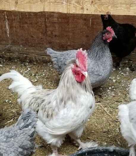12+ Blue, Splash, and Black French Maran Fertile Hatching Eggs Heritage Ranged