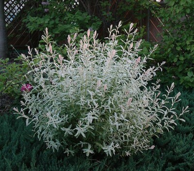 2 Japanese Nishiki Dappled Willow Shrubs/Trees - 8-12'' Tall Live Plants - 4'' Pot