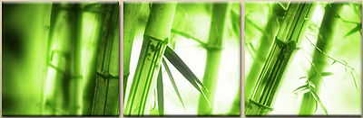 BAMBOO ready to hang 3 piece mounted wall art print/better than stretched canvas