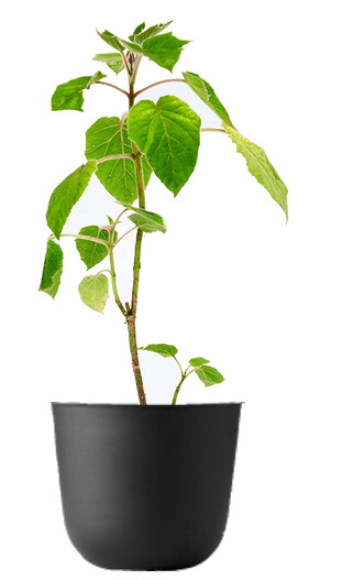 Blauglockenbaum Pflanze Paulownia fortunei Kiribaum schnellwachsend bis 20m
