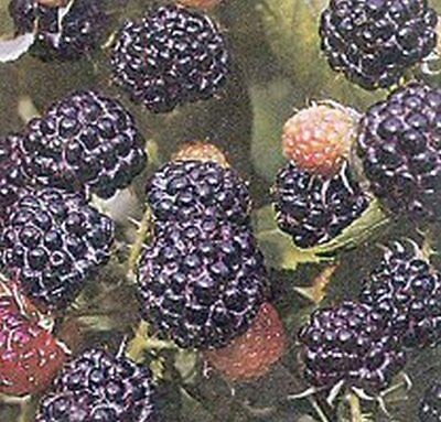 Brombeeren Test Vergleich +++ Brombeeren günstig kaufen!