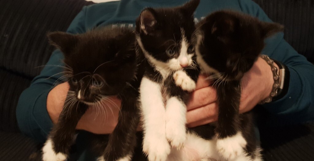 Kittens | in Llansamlet, Swansea | Gumtree