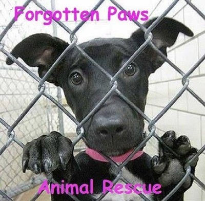 Forgotten Paws Animal Rescue