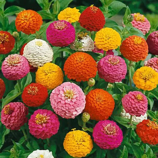250+ LILLIPUT ZINNIA SEEDS NON - GMO FRESH FOR YOUR FLOWER GARDENS