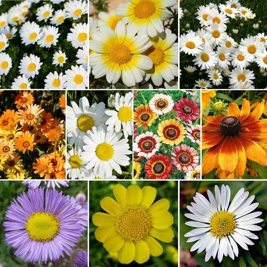Daisy ꔛ‬ෆ様 DAISY CRAZY Flower Mix 10 Varieties Painted Shasta & more