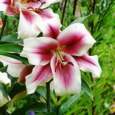 Double Orange Tiger Lily, Beautiful New Flower Bulb Ready to Ship, Perennial