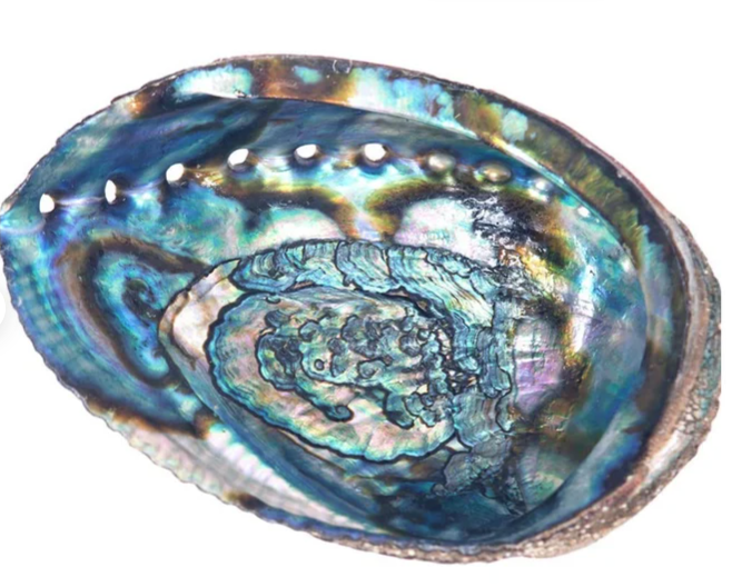 Abalone Shell Smudge Bowl For Sage Sticks, Incense, Crystal Displays 3 Sizes
