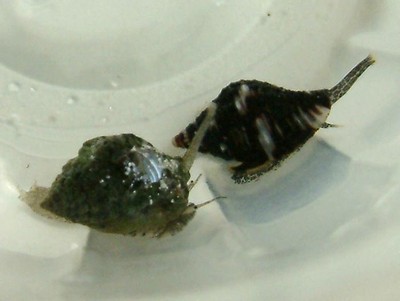 300 Nassarius Snails aquarium cleaners algae detritus eaters