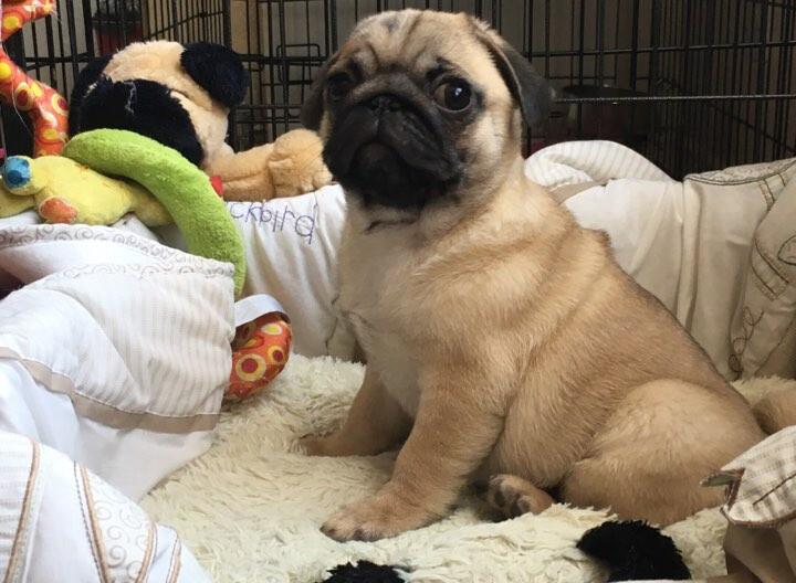 Stunning female Pug For Sale in East End, Glasgow Gumtree