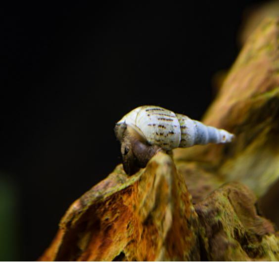 5+ JUVENILE Malaysian Trumpet Snails Easy Aquarium Algae Cleaners Pet Fish Tank