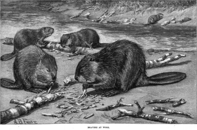 A B Frost Illustrations Beaver Dam Trapping H P Wells Original 1889 Article