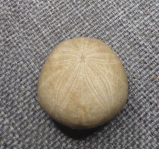 Gentilia Tafileltensis Cenomanie Maroc