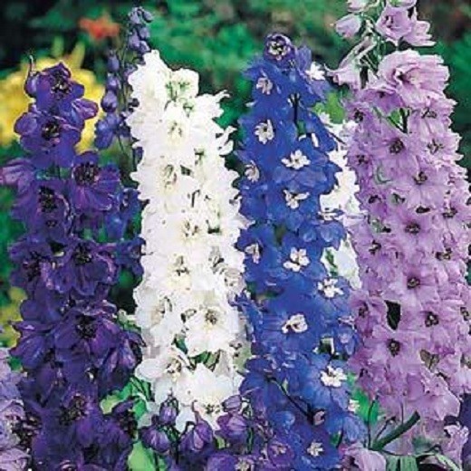Delphinium Pacific Giants 'Round table mix Appx 30 seed eBay